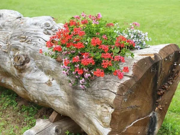 Jak zrobić kwietnik z pnia drzewa i cieszyć się pięknem roślin