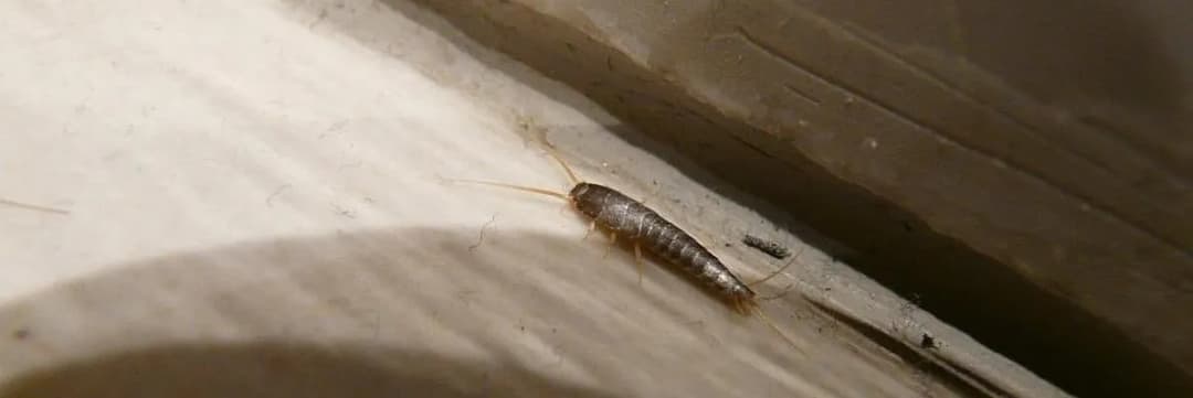 Skuteczne sposoby na pozbycie się robaków z łazienki i ich zapobieganie