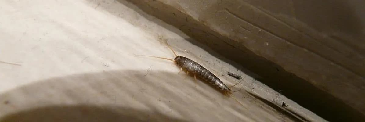 Skuteczne sposoby na pozbycie się robaków z łazienki i ich zapobieganie