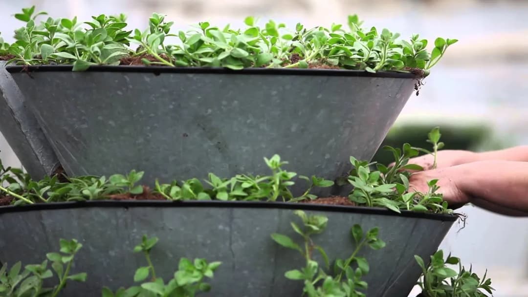 Jak zrobić kwietnik kaskadowy, aby uniknąć typowych błędów w ogrodzie