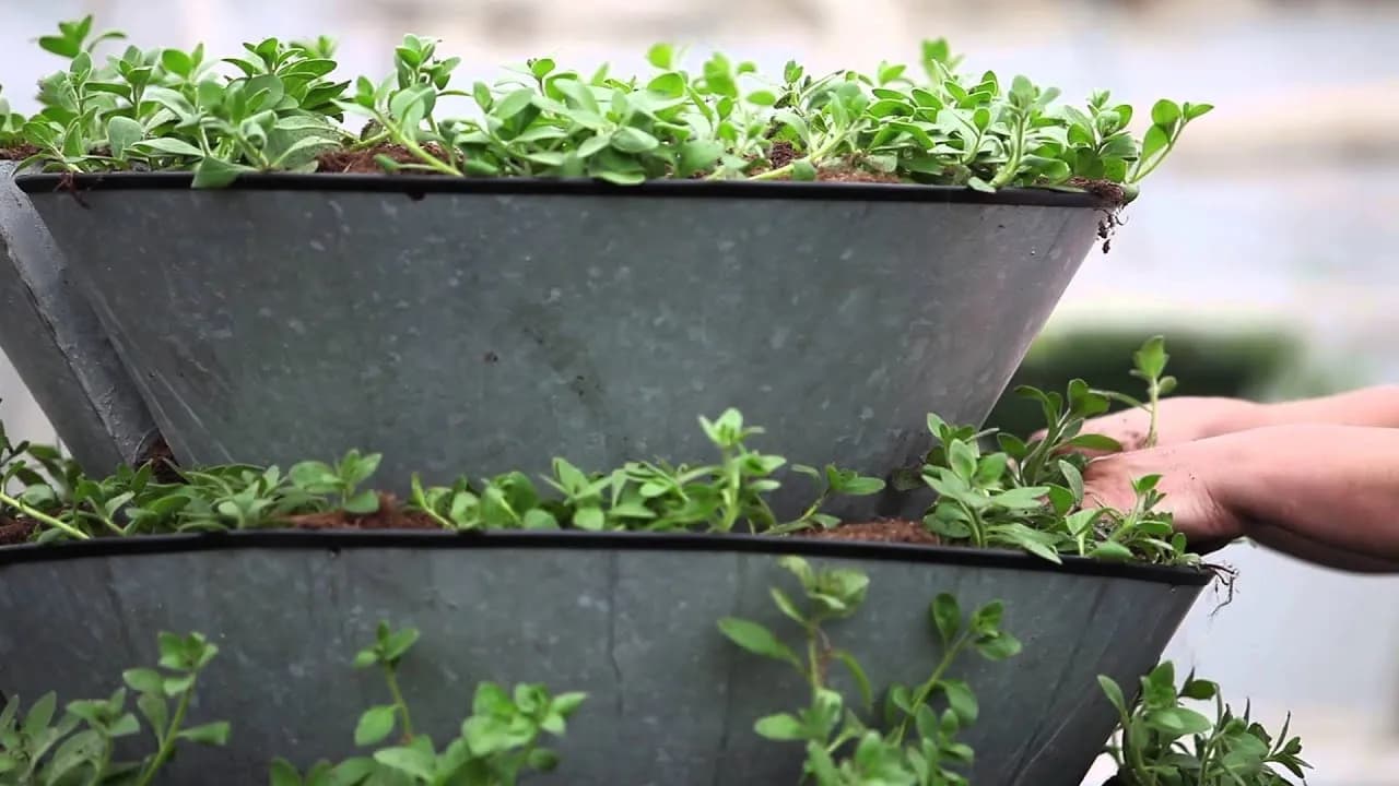 Jak zrobić kwietnik kaskadowy, aby uniknąć typowych błędów w ogrodzie